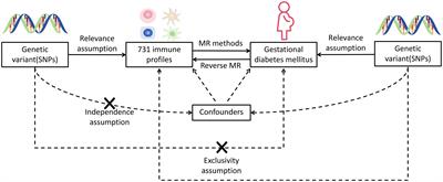 Is there a causal association between gestational diabetes mellitus and immune mediators? A bidirectional Mendelian randomization analysis
